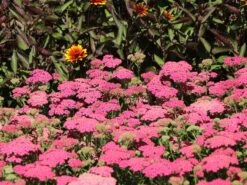 Schafgarbe 'New Vintage Rose' -Günstiges Erd Seele Geschäft schafgarbe new vintage rose m117784 w 10