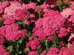 Schafgarbe 'New Vintage Rose' -Günstiges Erd Seele Geschäft schafgarbe new vintage rose m117784 w 4