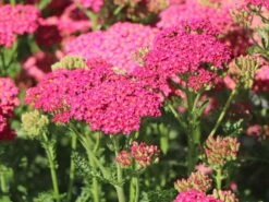 Schafgarbe 'New Vintage Rose' -Günstiges Erd Seele Geschäft schafgarbe new vintage rose m117784 w 8