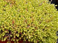 Scharfer Mauerpfeffer 'Yellow Queen'