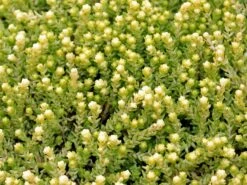 Scharfer Mauerpfeffer 'Yellow Queen' -Günstiges Erd Seele Geschäft scharfer mauerpfeffer yellow queen m085241 w 0