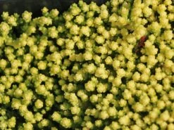 Scharfer Mauerpfeffer 'Yellow Queen' -Günstiges Erd Seele Geschäft scharfer mauerpfeffer yellow queen m085241 w 1