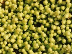 Scharfer Mauerpfeffer 'Yellow Queen' -Günstiges Erd Seele Geschäft scharfer mauerpfeffer yellow queen m085241 w 3