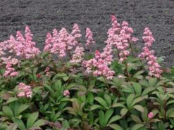 Schaublatt 'Bronze Peacock'