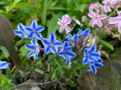 Schein-Steinsame / Lithodora 'Star' -Günstiges Erd Seele Geschäft schein steinsame lithodora star m083340 1196835 0