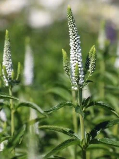 Scheinähriger Ehrenpreis 'First Lady' -Günstiges Erd Seele Geschäft scheinaehriger ehrenpreis first lady m063157 w 0