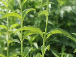 Scheinähriger Ehrenpreis 'First Lady' -Günstiges Erd Seele Geschäft scheinaehriger ehrenpreis first lady m063157 w 1