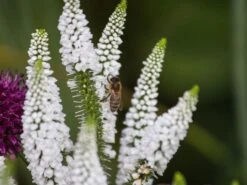 Scheinähriger Ehrenpreis 'First Lady' -Günstiges Erd Seele Geschäft scheinaehriger ehrenpreis first lady m063157 w 3