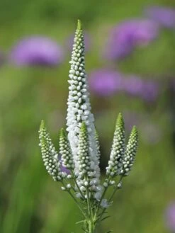 Scheinähriger Ehrenpreis 'First Lady' -Günstiges Erd Seele Geschäft scheinaehriger ehrenpreis first lady m063157 w 4