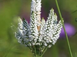 Scheinähriger Ehrenpreis 'First Lady' -Günstiges Erd Seele Geschäft scheinaehriger ehrenpreis first lady m063157 w 5