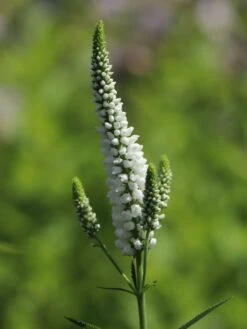 Scheinähriger Ehrenpreis 'First Lady' -Günstiges Erd Seele Geschäft scheinaehriger ehrenpreis first lady m063157 w 6