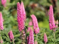 Ehrenpreis 'First Love'