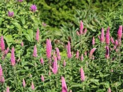 Ehrenpreis 'First Love' -Günstiges Erd Seele Geschäft scheinaehriger ehrenpreis first love m060722 w 0