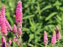 Ehrenpreis 'First Love' -Günstiges Erd Seele Geschäft scheinaehriger ehrenpreis first love m060722 w 2