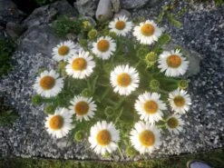 Scheinsonnenhut 'Avalanche' ® -Günstiges Erd Seele Geschäft scheinsonnenhut avalanche m062075 241747 0