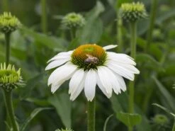 Scheinsonnenhut 'Avalanche' ® -Günstiges Erd Seele Geschäft scheinsonnenhut avalanche m062075 w 0