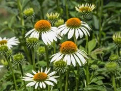 Scheinsonnenhut 'Avalanche' ® -Günstiges Erd Seele Geschäft scheinsonnenhut avalanche m062075 w 1