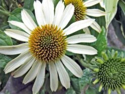 Scheinsonnenhut 'Avalanche' ® -Günstiges Erd Seele Geschäft scheinsonnenhut avalanche m062075 w 2