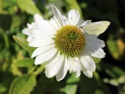 Scheinsonnenhut 'Avalanche' ® -Günstiges Erd Seele Geschäft scheinsonnenhut avalanche m062075 w 3