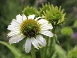 Scheinsonnenhut 'Avalanche' ® -Günstiges Erd Seele Geschäft scheinsonnenhut avalanche m062075 w 4