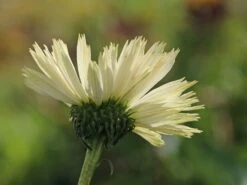 Scheinsonnenhut 'Avalanche' ® -Günstiges Erd Seele Geschäft scheinsonnenhut avalanche m062075 w 6