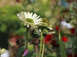 Scheinsonnenhut 'Avalanche' ® -Günstiges Erd Seele Geschäft scheinsonnenhut avalanche m062075 w 7