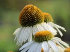 Scheinsonnenhut 'Avalanche' ® -Günstiges Erd Seele Geschäft scheinsonnenhut avalanche m062075 w 8