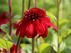 Scheinsonnenhut 'Eccentric' 21 Scheinsonnenhut 'Eccentric' -Günstiges Erd Seele Geschäft scheinsonnenhut eccentric m062082 w 0