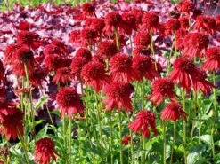 Scheinsonnenhut 'Eccentric' 16 Scheinsonnenhut 'Eccentric' -Günstiges Erd Seele Geschäft scheinsonnenhut eccentric m062082 w 1