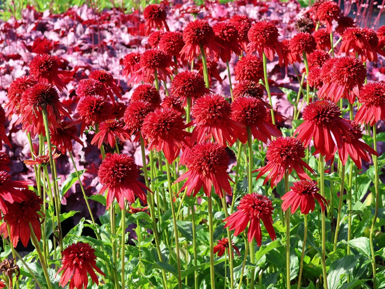 Scheinsonnenhut 'Eccentric' 4 Scheinsonnenhut 'Eccentric' – Bild 2