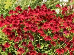 Scheinsonnenhut 'Eccentric' 17 Scheinsonnenhut 'Eccentric' -Günstiges Erd Seele Geschäft scheinsonnenhut eccentric m062082 w 10