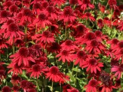 Scheinsonnenhut 'Eccentric' 27 Scheinsonnenhut 'Eccentric' -Günstiges Erd Seele Geschäft scheinsonnenhut eccentric m062082 w 11