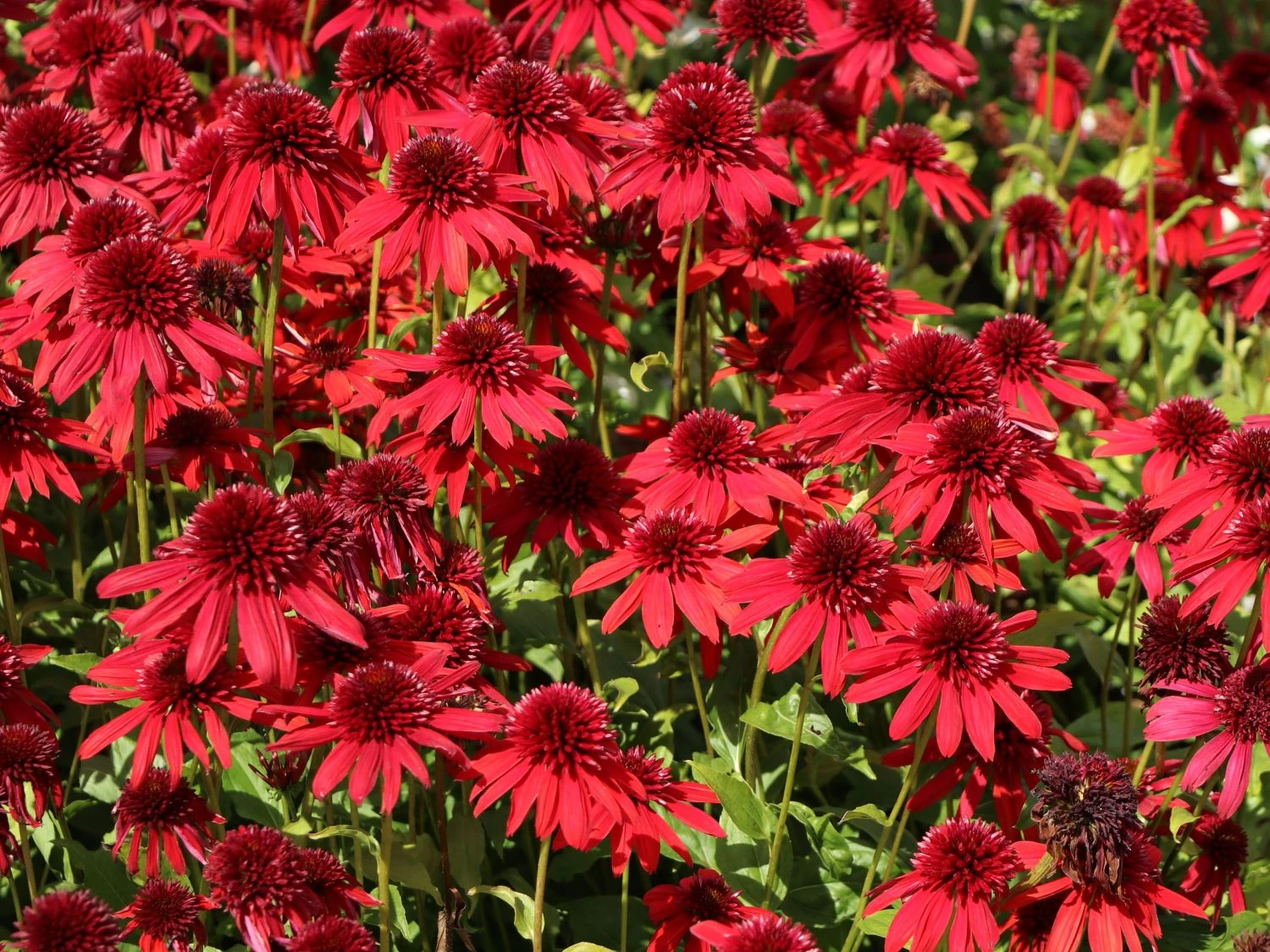 Scheinsonnenhut 'Eccentric' 15 Scheinsonnenhut 'Eccentric' – Bild 13