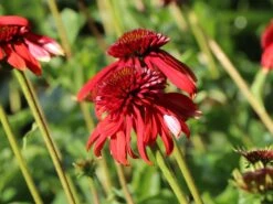 Scheinsonnenhut 'Eccentric' 18 Scheinsonnenhut 'Eccentric' -Günstiges Erd Seele Geschäft scheinsonnenhut eccentric m062082 w 2