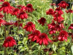 Scheinsonnenhut 'Eccentric' 23 Scheinsonnenhut 'Eccentric' -Günstiges Erd Seele Geschäft scheinsonnenhut eccentric m062082 w 3