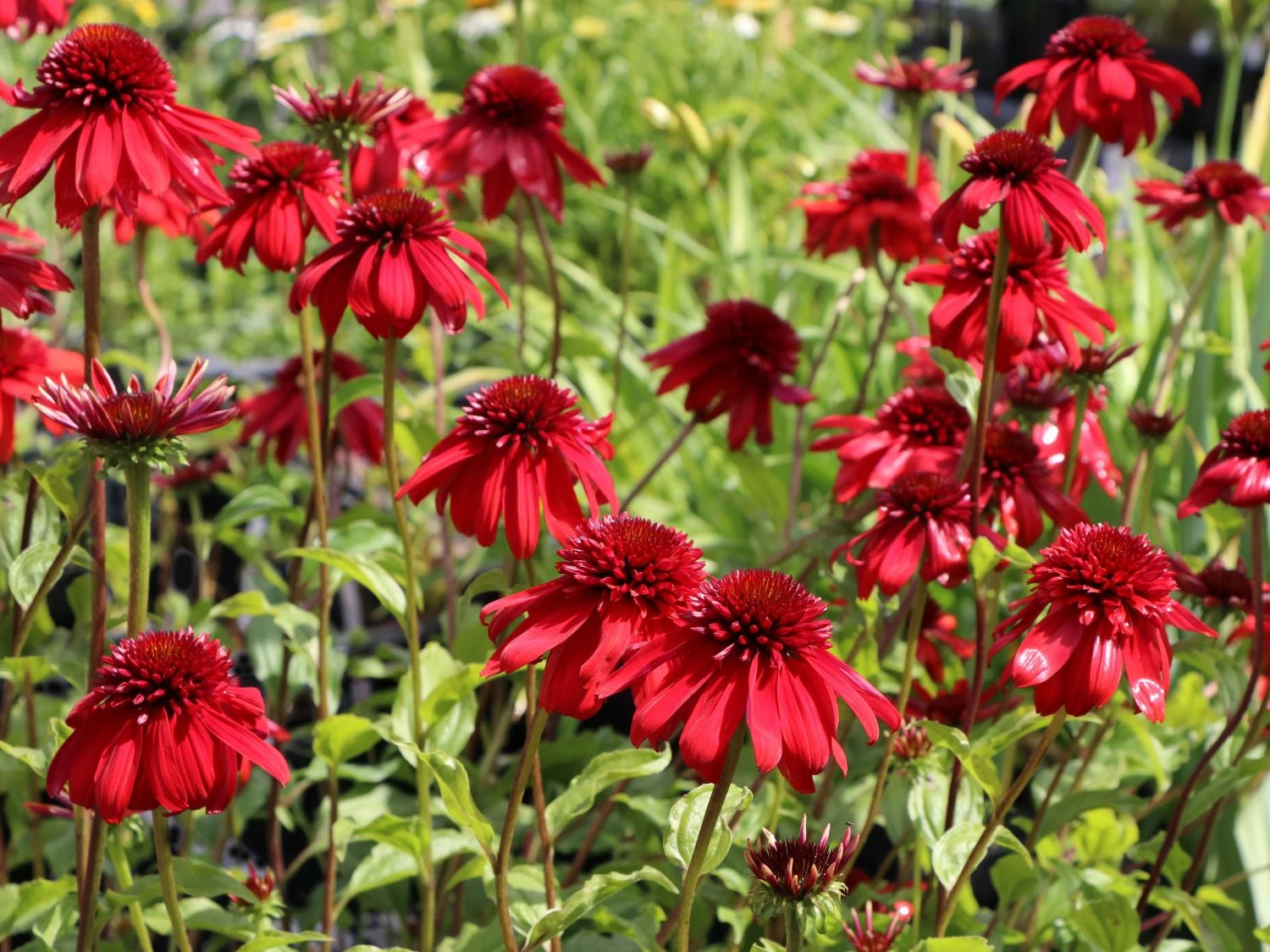 Scheinsonnenhut 'Eccentric' 11 Scheinsonnenhut 'Eccentric' – Bild 9