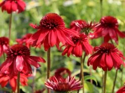 Scheinsonnenhut 'Eccentric' 22 Scheinsonnenhut 'Eccentric' -Günstiges Erd Seele Geschäft scheinsonnenhut eccentric m062082 w 4