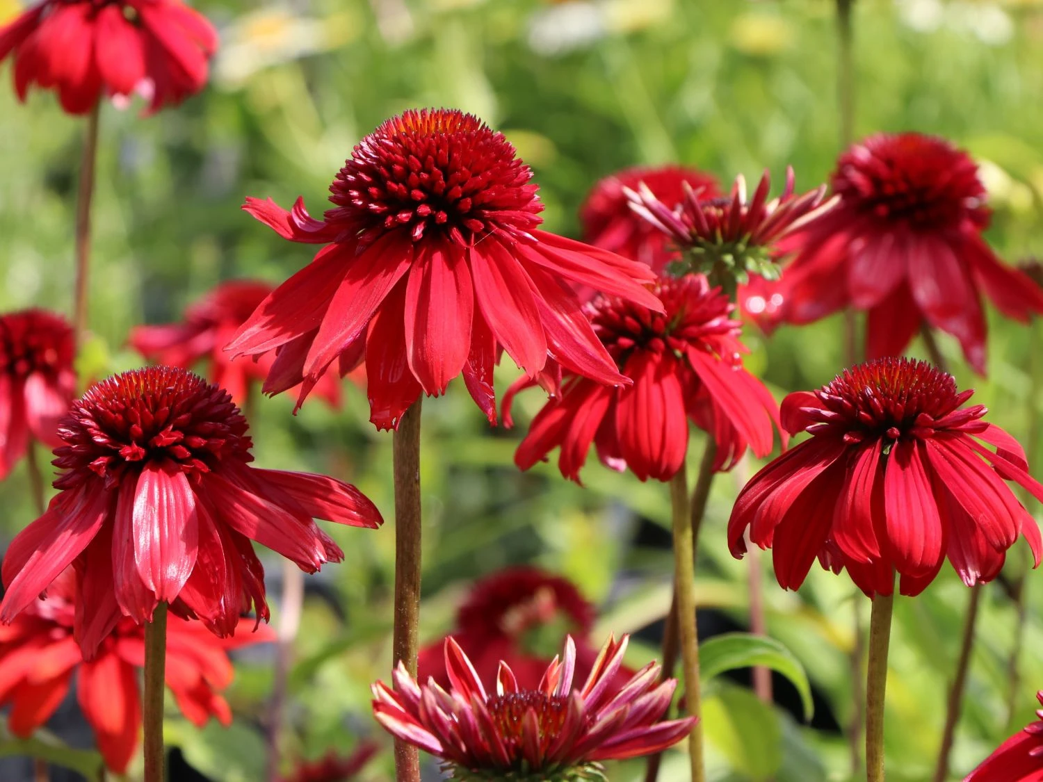 Scheinsonnenhut 'Eccentric' 10 Scheinsonnenhut 'Eccentric' – Bild 8