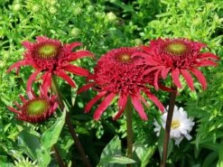 Scheinsonnenhut 'Eccentric' 24 Scheinsonnenhut 'Eccentric' -Günstiges Erd Seele Geschäft scheinsonnenhut eccentric m062082 w 5