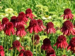 Scheinsonnenhut 'Eccentric' 25 Scheinsonnenhut 'Eccentric' -Günstiges Erd Seele Geschäft scheinsonnenhut eccentric m062082 w 6