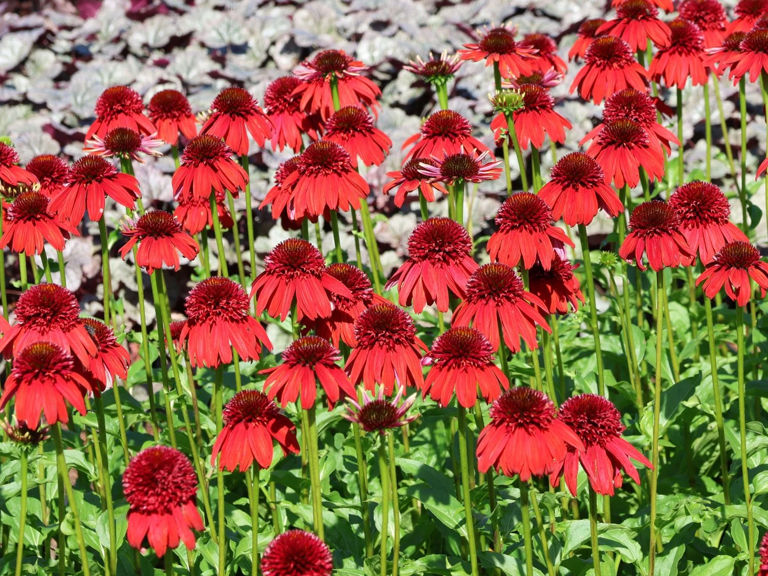 Scheinsonnenhut 'Eccentric' 14 Scheinsonnenhut 'Eccentric' – Bild 12