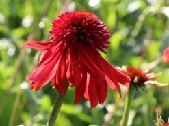 Scheinsonnenhut 'Eccentric' 19 Scheinsonnenhut 'Eccentric' -Günstiges Erd Seele Geschäft scheinsonnenhut eccentric m062082 w 8