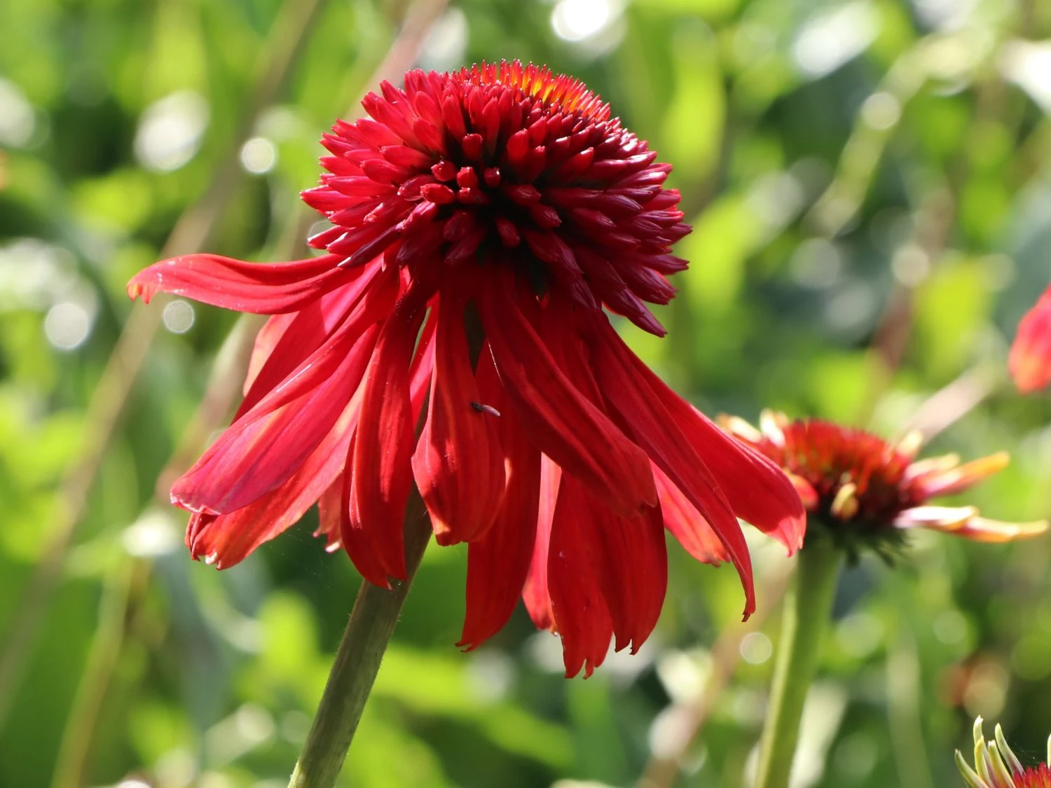 Scheinsonnenhut 'Eccentric' 7 Scheinsonnenhut 'Eccentric' – Bild 5