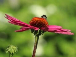 Scheinsonnenhut 'Eccentric' 20 Scheinsonnenhut 'Eccentric' -Günstiges Erd Seele Geschäft scheinsonnenhut eccentric m062082 w 9