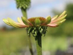 Scheinsonnenhut 'Green Envy' 18 Scheinsonnenhut 'Green Envy' -Günstiges Erd Seele Geschäft scheinsonnenhut green envy m058423 w 0 1