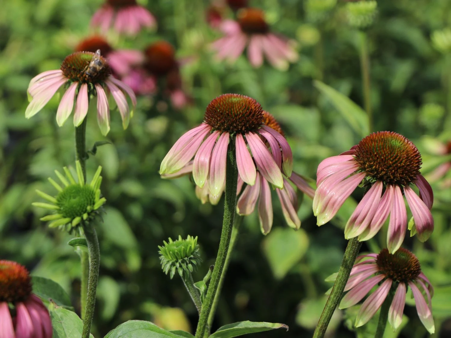 Scheinsonnenhut 'Green Envy' 6 Scheinsonnenhut 'Green Envy' – Bild 4