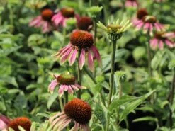 Scheinsonnenhut 'Green Envy' 16 Scheinsonnenhut 'Green Envy' -Günstiges Erd Seele Geschäft scheinsonnenhut green envy m058423 w 1