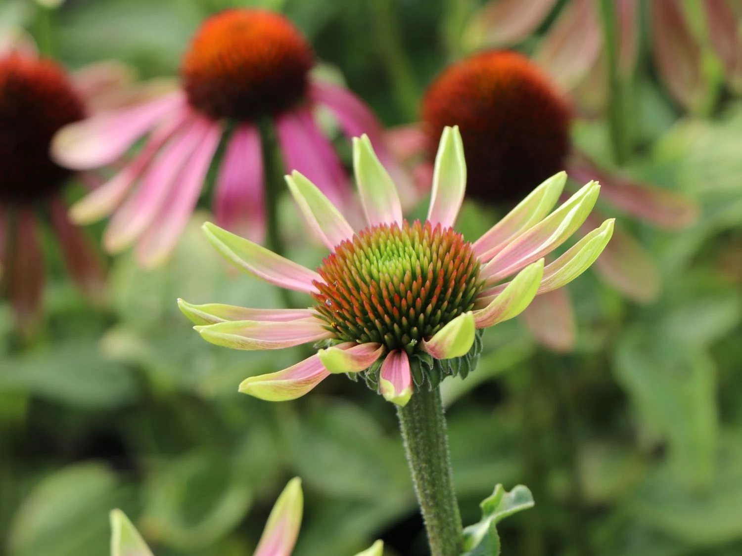 Scheinsonnenhut 'Green Envy' 9 Scheinsonnenhut 'Green Envy' – Bild 7