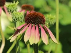 Scheinsonnenhut 'Green Envy' 13 Scheinsonnenhut 'Green Envy' -Günstiges Erd Seele Geschäft scheinsonnenhut green envy m058423 w 4