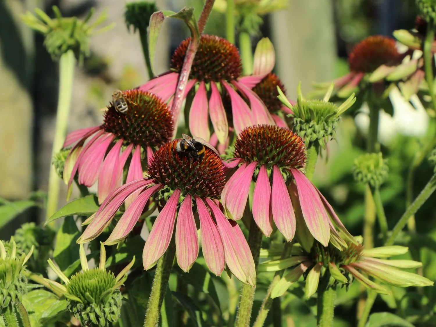 Scheinsonnenhut 'Green Envy' 4 Scheinsonnenhut 'Green Envy' – Bild 2